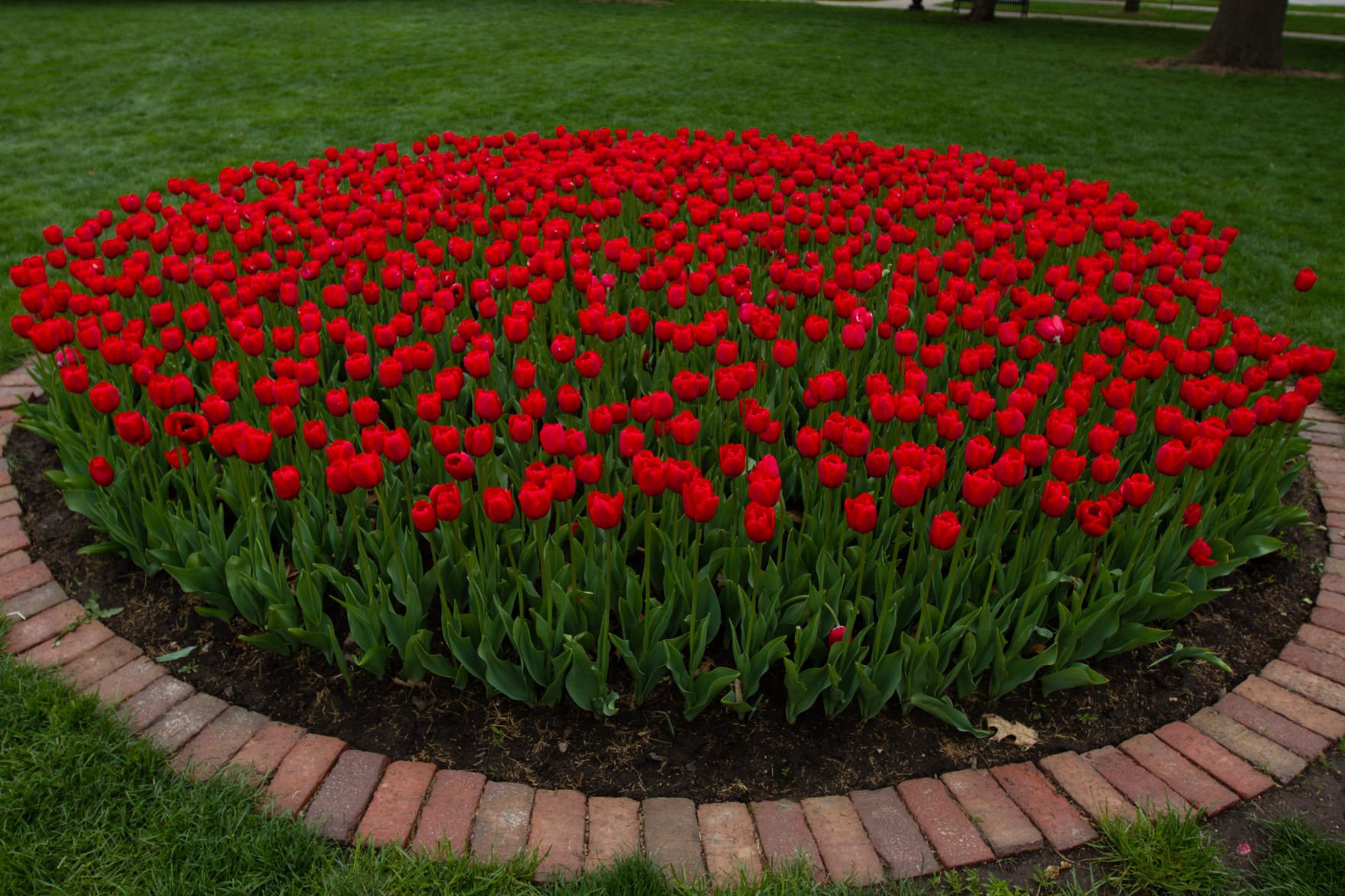 84th ANNUAL TULIP TIME